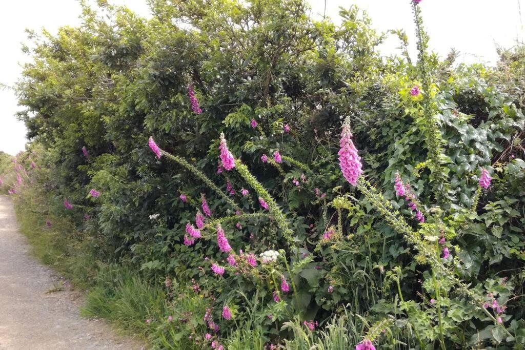 הלסטון Farm Accommodation - The Lizard Peninsula, Cornwall מראה חיצוני תמונה