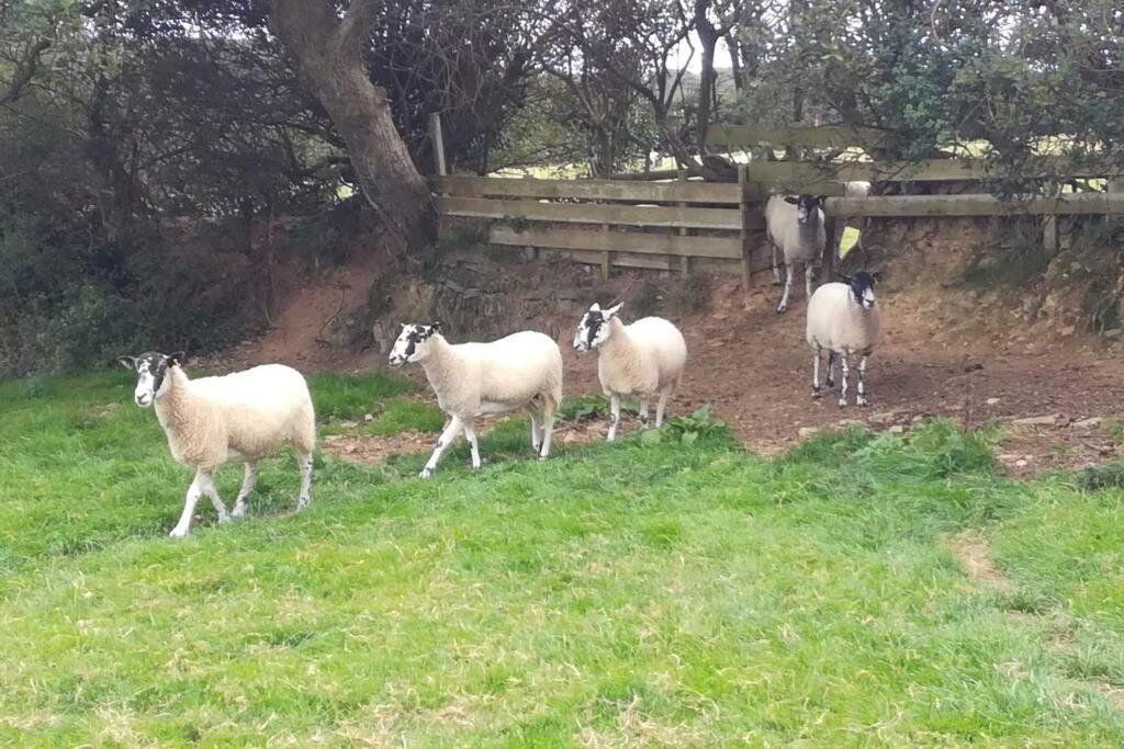 הלסטון Farm Accommodation - The Lizard Peninsula, Cornwall מראה חיצוני תמונה